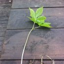 손영호농장 이미지