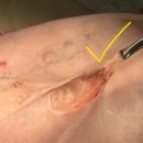 다나은 동물병원 이미지