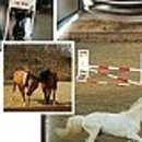 블루홀스 승마센터 이미지