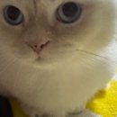 고양이묭실 이미지