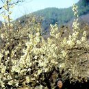 섬진강 매화 나루 이미지