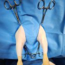 동물병원 이음 이미지