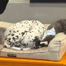 행복하개키울고양 이미지