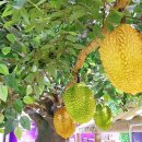 신광시장 이미지