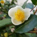 야생화꽃그림 천아트 이미지