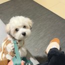 펫트리멍 이미지