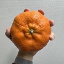 한라봉산