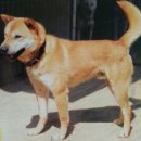 한국진돗개육종연구소 이미지