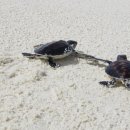 거북이가든 이미지