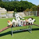 멍스빌리지풀빌라1 이미지