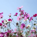 코스모스 이미지