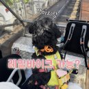 (주)바이크트립 | 강아지랑 제주 레일바이크 탈 수 있을까? 직접 타본 후기