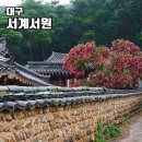 서계 | 대구 가볼만한곳 서계서원 배롱나무 명소 여름 꽃구경 데이트