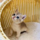 핑크젤리캐터리 | 브리티시 숏헤어 고양이 분양