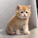 울산고양이분양 도레미캣 이미지