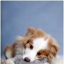 드림 동물병원 이미지