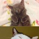 동물의 왕국 이미지