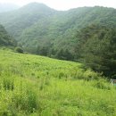 평창 배산임수 마을 청정계곡 접한 부지(300평,40만원/평) 이미지