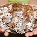 성산포해녀전복 이미지