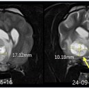 에스동물암센터 이미지