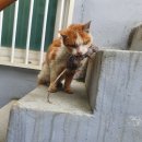 고양이의 보은 이미지