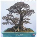 분재전시회 이미지