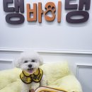 댕바이댕 이미지