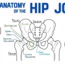 hip joint 해부학 이미지