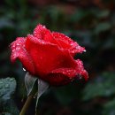 내마음의 풍차 이미지