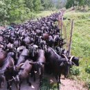 힘찬염소농장 이미지