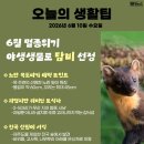 오늘의 생활 팁 - 6월 멸종 위기 야생동물 '담비' 이미지