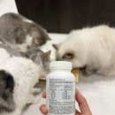 비니펫 | 고양이 유산균, 장 건강과 변 상태 개선에 효과 본 펫에그 비니백 플러스 후기