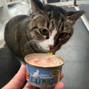 보니또 | [고양이 간식 추천] 드림펫푸드 런치보니또 후기