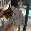 혜림농장 | 2025 8월 파타야 여행🐯 파타야 타이거파크/ 마이크택시타고 파타야에서 방콕시내로