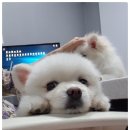 닥터팬더 동물병원 이미지