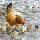 우리인공수정소 이미지