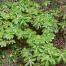 미국 메이애플(American mayapple) 이미지