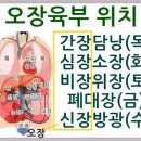 오장육부 이미지