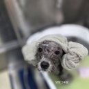 댕댕그루밍 이미지