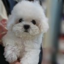 디어베어켄넬 이미지