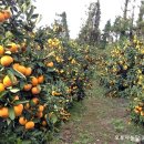 오부자농장 이미지