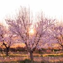 2024 경주 대릉원돌담길 벚꽃축제 이미지