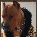 징베 카카오 검색결과