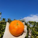 외치농장 | [얼리버드 제주여행] 미리보는 겨울 제주 귤따기 체험 후기 / 겨울에 제주가면 하고싶은