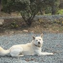 나무와 숲 | 오랜만에 다녀온 감성 캠핑 – 노각나무숲 캠핑장 후기