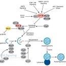 효소요법에서 오토파지(autophagy)의 유도와 리튬+세리놀짐 (3) 이미지