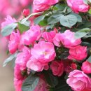 제주향토음식점 이미지