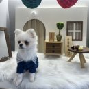 은봉애견 이미지