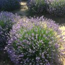 꽃과 식물로 정원가꾸기 이미지