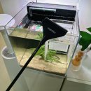 구피 | 구피 어항 이끼제거, 스크래퍼 사이펀 후기